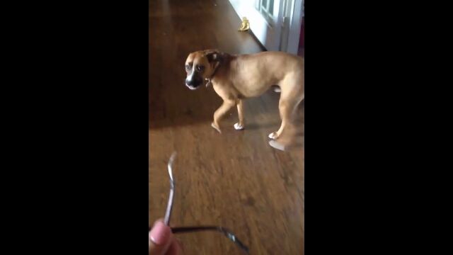 「眼鏡を壊した犯人は誰だ!」飼い犬、ルーニーの態度が分かりやすすぎた