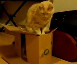 Ȣ�Τʤ�������ǭ�ȡ�Ȣ�ξ�˿ؼ��ǭ