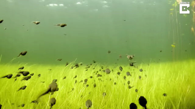 無数のオタマジャクシと一緒に泳ぐ、川の中に広がる幻想的な光景