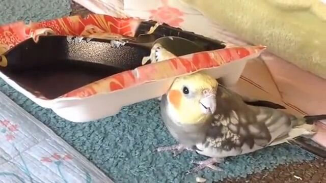 ����ӥ������򤫤֤ä������ᥤ�󥳤��Τ��ֹ����ʤ��򤿤�������