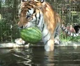 ƤϤäѤꥹȤȤǡͥʤä˥򤢤Ƥߤ