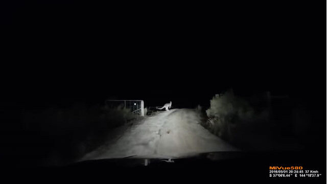 暗い夜道で突然カンガルーの襲撃。悪態をつきたくなるのも分かる事故の瞬間