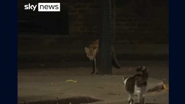 �����ꥹ���괱š�ǥͥ������Ĺ��̳���ǭ�Υ�꡼���󡢥��ĥͤ�����ɤ�ʧ��ͭǽ���򼨤�