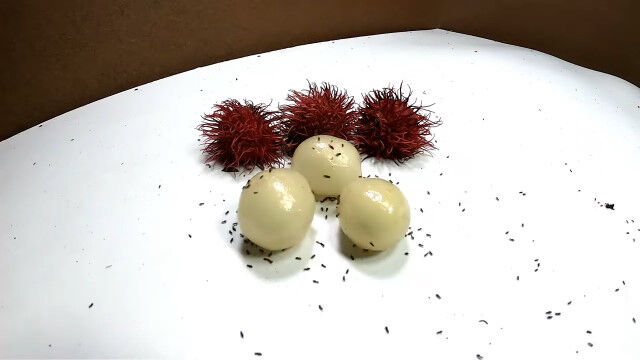 �ճ��ȴ��ʥ��֡���������Ԥ���ޤ�5�������֡�����Ȥ��襤�򻣱Ƥ�³�����������ץ�