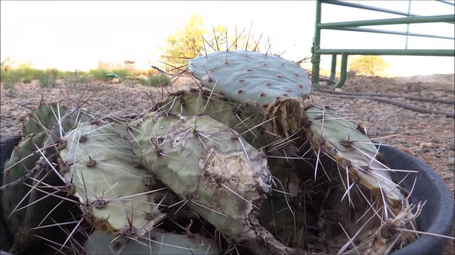 見てるだけで痛い。鋭いトゲがビッシリ生えたサボテンをモシャモシャ食するラクダ