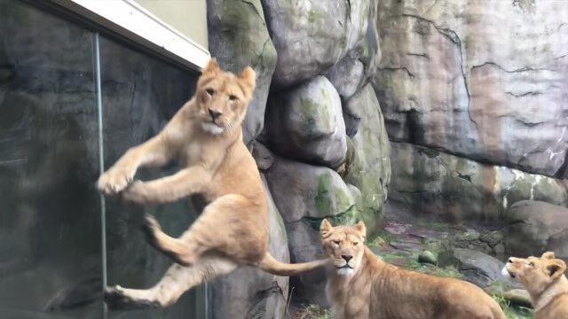 �Ǥä���ǭ����Υ����פ����Ӿ夬�äƤ����Ĥ����쥴��ưʪ��Υ饤���󤿤�