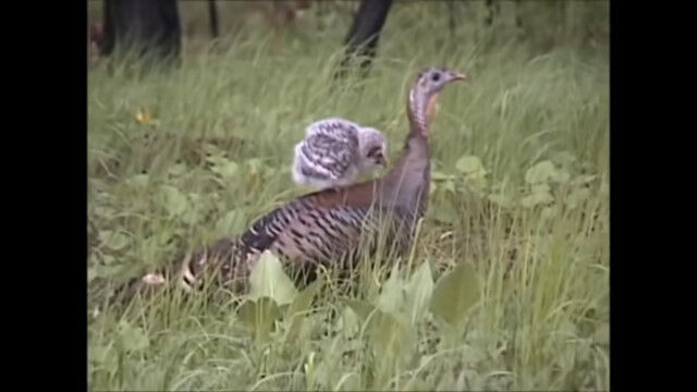 ���ä����ɤ������ط��������Υ��������祦���ؤ˾�륫��եȥե������Υҥ�