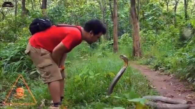 コブラの攻撃範囲と生態を知り尽くした男