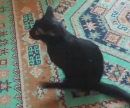 猫と一緒に移動する方法