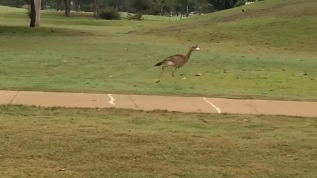 ��ȴְ㤨�ƥ���եܡ���������줿�Υ����ɥ����פ��Τۤ��Ƥ�ܡ���˵ʶ�