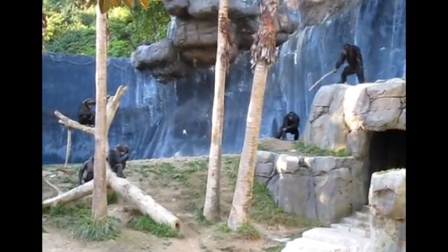 ついにチンパンジーが武器を手にした!木の棒を武器に仲間と戦う、ロサンゼルス動物園のチンパンジー