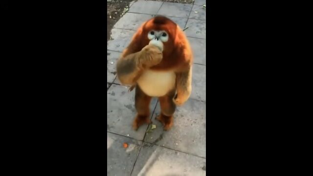 ���ʥ�����ΰ����󥷥�����ư���⸫���ܤ⡢���Ƥ����˥�Υ���饯�����äݤ�