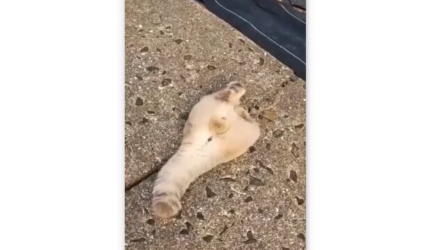 ǭ�Τ��������̤��������Ƥ����顢���ꤿ���ʤ�Τ��ͤ���
