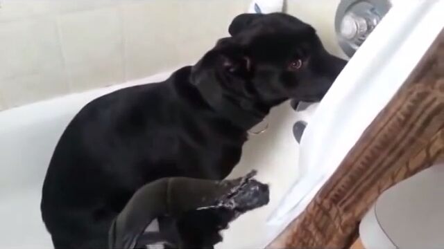 なんという人間くささ!犬が罪の意識にさいなまれた時の表情や態度を収めた映像集