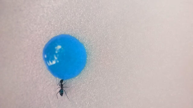こぼれたソフトドリンクに群がり、チューチュー飲み干していくアリさんたちのタイムラプス