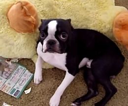 犬は可愛いだけじゃない。飼う前に心して置かなければならないこと