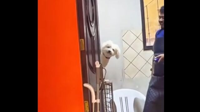 初めてお店でトリミングしてもらった保護犬、ずっとこんな感じ