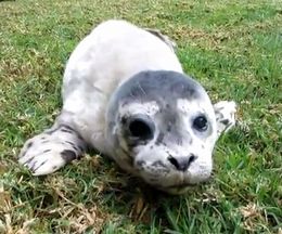 褯Ĥޤ2֡Ӯॻ󥿡Υޥե饷֤