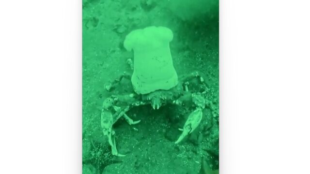 これは海のコックさん