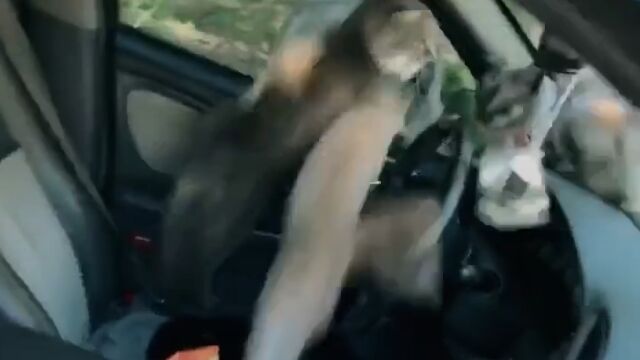 �뤢������������֤�����̡�ǭ�ν����ȤʤäƤ��ޤä��֡�����Ƥ�ƨ����ǭ�ե����С�