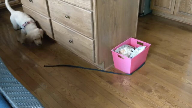 �ɤ��������ˤϤ����ʤ���ͷ�Ӥ��������������13���λҸ�����ʬ�Υ꡼���女���ɤ�̴��