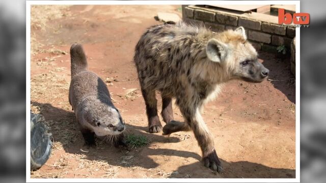 ハイエナやライオンはお友達。人間に保護された、人懐っこいツメナシカワウソのモーセくん