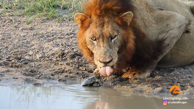 大きなライオンを追い払う小さなカメ。水を飲むライオンの口に向かっていくヌマガメたち