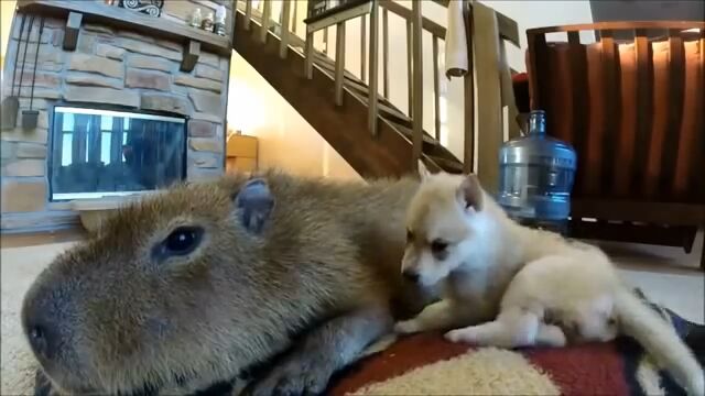 �������������Ҹ������ȵ���륫�ԥХ餵�󡢤ɤä���İ���