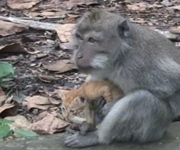 子猫を猫っ可愛がるサル