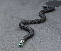 RobotSnake