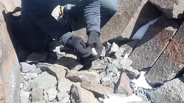 rato, mamífero, evolução, altitude