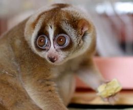 ��ä���⤷��⤷�㡢�Хʥʤ򿩤����������ꥹ�Τ��ʤ������