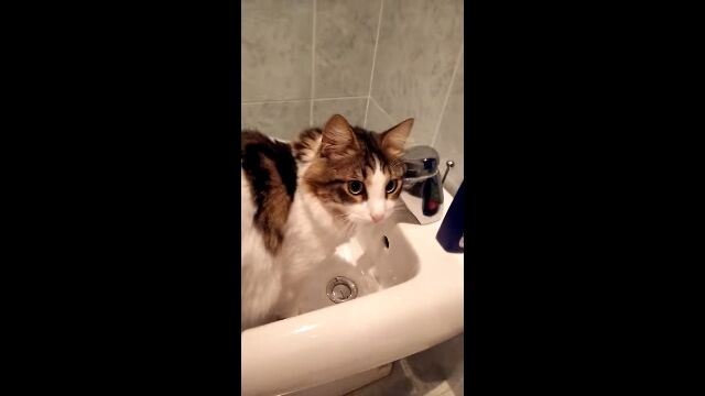 �����ȥԥס����Ĥ륪�����ߤ����������Ĥ����䤷���결��ǭ����