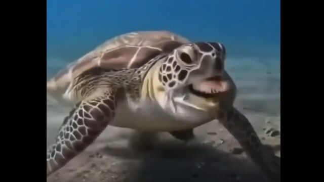 不味かったのかな？エサにイライラしちゃうウミガメさん