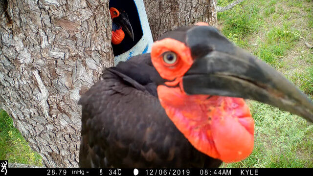 �ߥʥߥ��������祦�˽����륫�������α������ڤ��ۥ顼