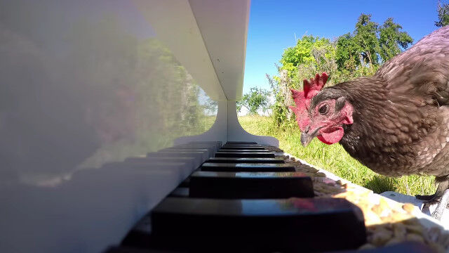 ピアノを突付いてニワトリが演奏する、偶然が生み出すピアノソナタ