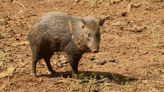 イノシシにしか見えないけど全くの別種。ヘソイノシシとも呼ばれる動物、ペッカリー