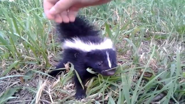 ��������ޤ��������⤷�Ƥ��饹���󥯤��֤���󤬲����Ƥ�����