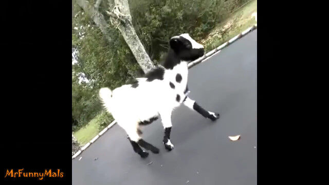 高いところと跳ねるのが大好きなヤギたちにとって、トランポリンが最適すぎる映像集
