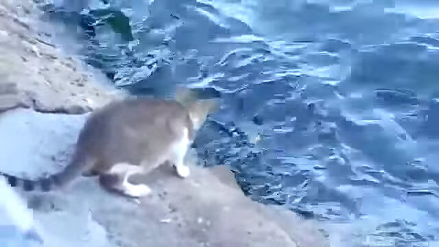 ����ˤ����������館�롢ǭ�μ���ǽ�Ϥ�������