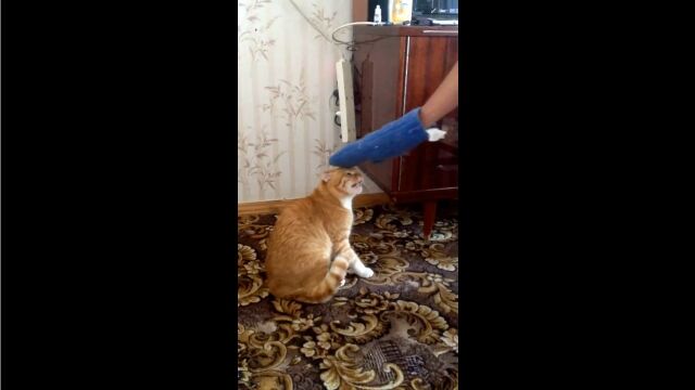 猫マジ強し。分厚いミトンでいい気になってたお兄さん、猛烈な反撃に遭う