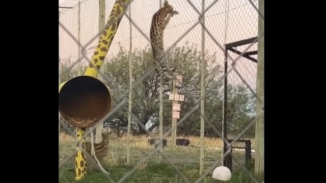 金網にとまった小鳥を狩る、サーバルさんのハンターっぷりが凄い