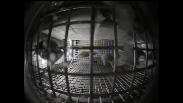 ̵���Ͼ��֤��֤��줿�¸��ѥޥ����������������֥졼���ȥ�å��󥰡׹�ư