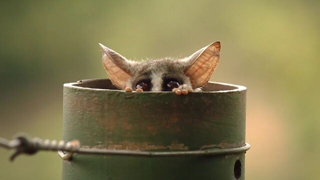 �ʤ�����βİ�������ʪ�ϡ������뤷�����륯�롼������Ω����Υ��祦���饴