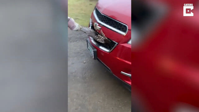 ����Ļ�����̾��͡��ե���ȥ������ͤ��ɤ��롡�����ä�ȴ������ճ��ȸ���