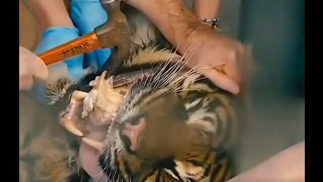 トラの牙から抜けなくなった骨を除去する動物のお医者さん