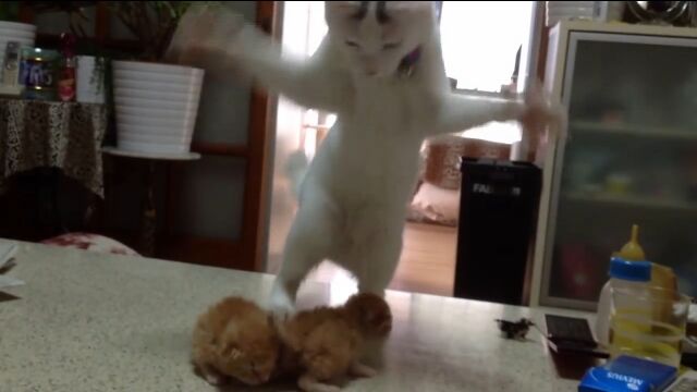 子猫が可愛すぎてたまらず、ふしぎなおどりを踊る猫の桃太郎さん