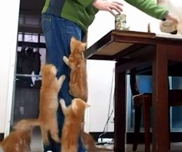 �����λ��֤����������­���Фäƥơ��֥���ܻؤ���ǭ����