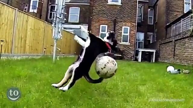 「取ってこい!」がうまくいかない犬たちの失敗映像集
