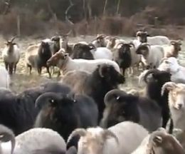 �ʤ󤫴ְ㤨�����ɷ빽����夯�����η��줫��Ϥ��졢�Ӥη����ʶ�������Ҽ�